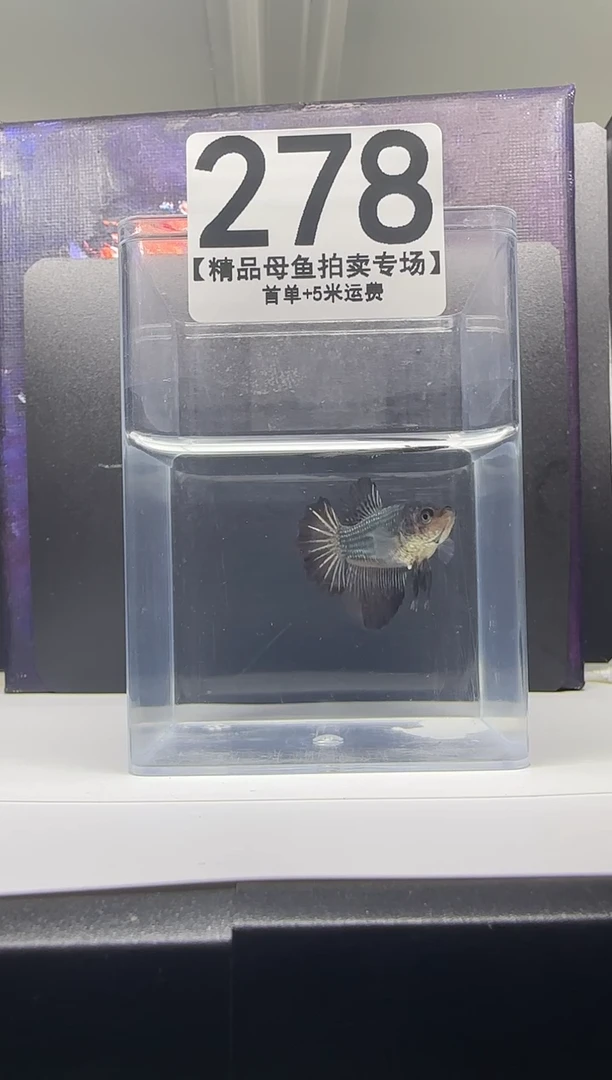 斗鱼母鱼编号：278