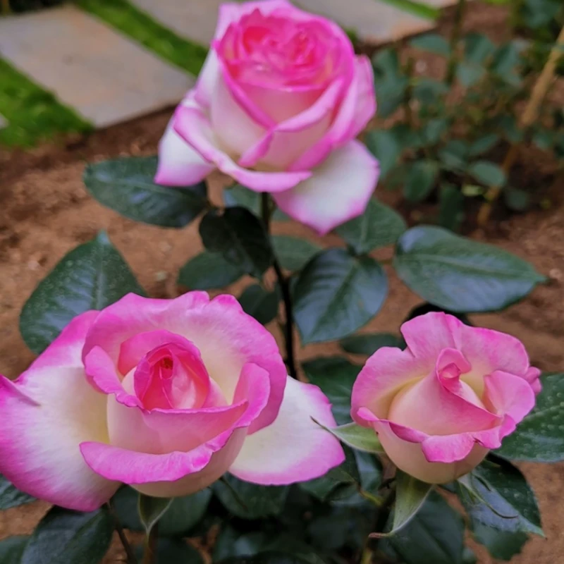 摩纳哥公主月季花苗花卉绿化植物大花蔷薇树苗庭院阳台玫瑰盆栽