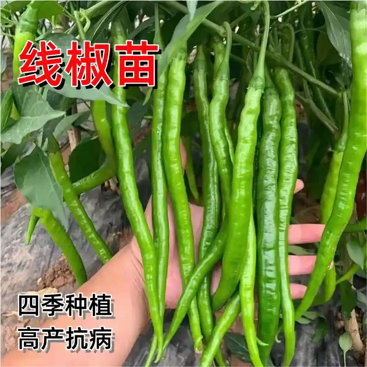 网红辣椒苗 线椒4号