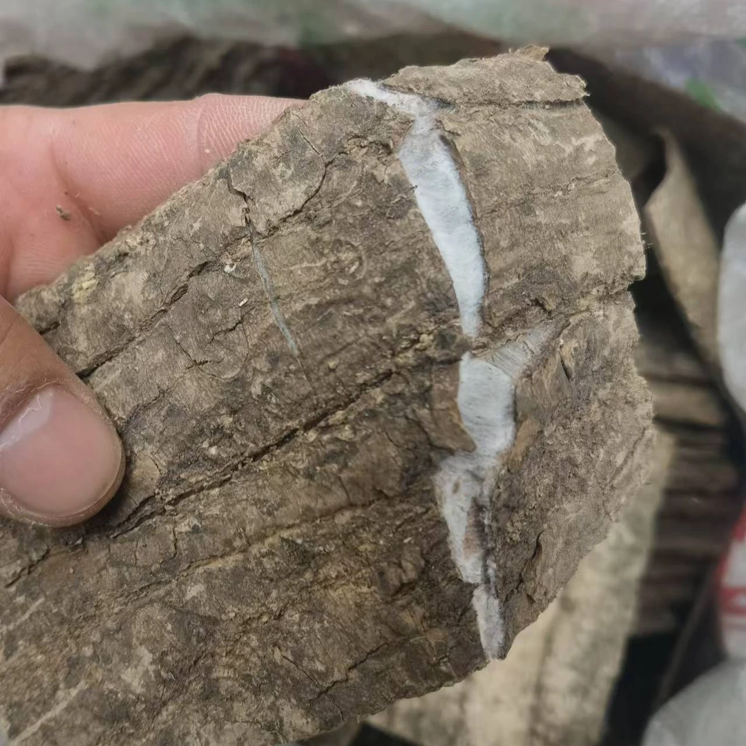 张正带你逛中原早市【杜仲】