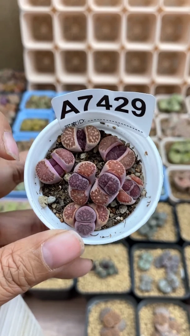 【闪购商品】7129直播间一物一拍链接