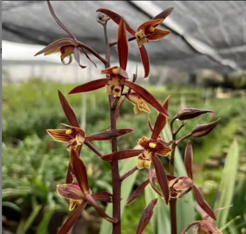 墨兰【小香】浓香型红花花期11-3月份新手好养易活