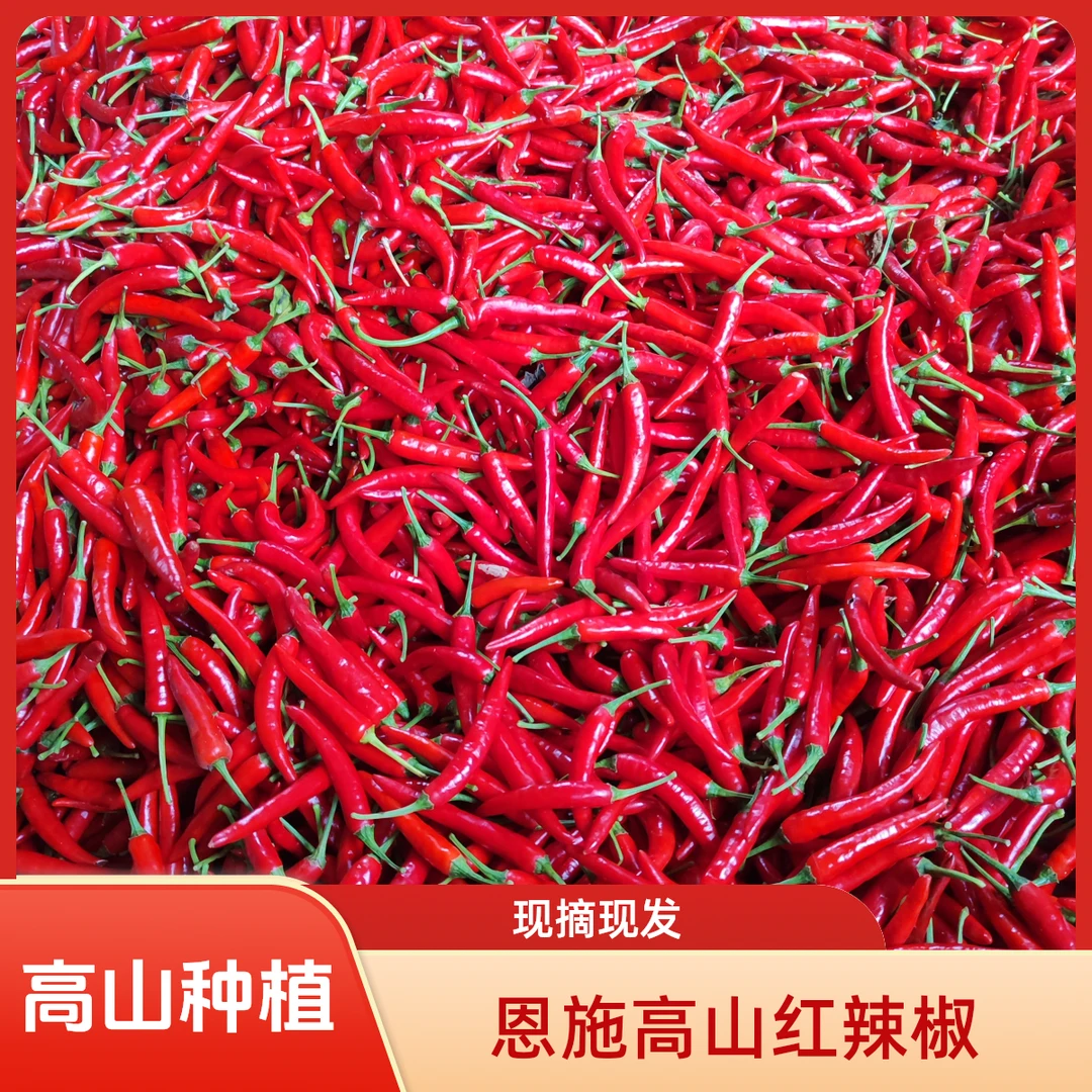 湖北恩施特产批发新鲜辣椒现摘现发七姊妹特辣魔鬼小米辣爆辣线椒