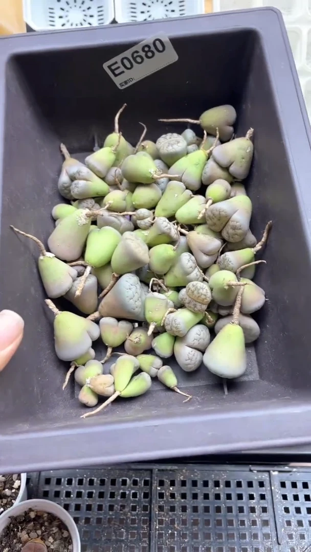 0680开播福利一物一拍