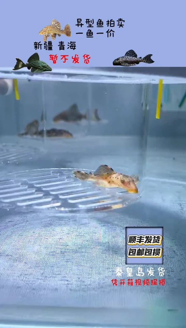清道夫5+不包入缸损30