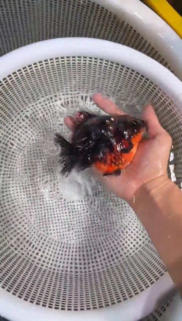 狮头鱼短将军狮一条