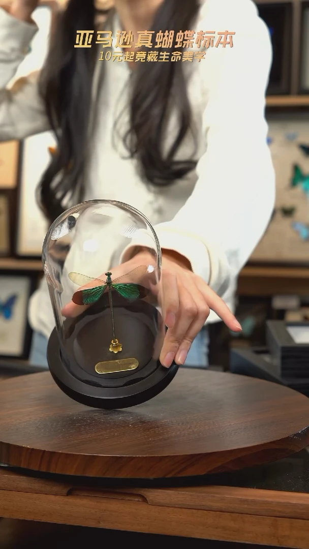 华艳色蟌小号玻璃罩