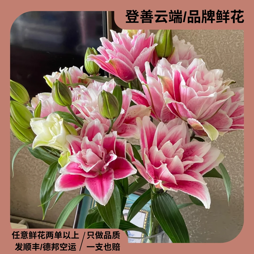 【登善云端】火星之恋重瓣浓香型双色系鲜切百合云南昆明斗南直发