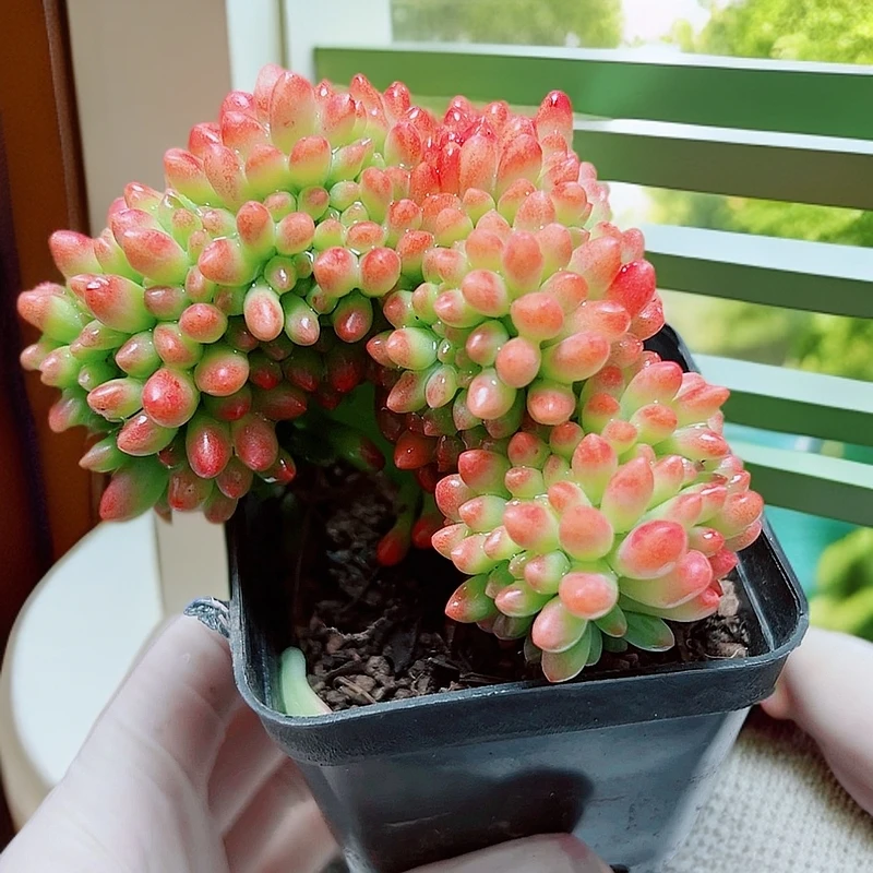 满15元包邮【春萌缀化】多肉植物新手四季好养易活盆栽桌面阳台