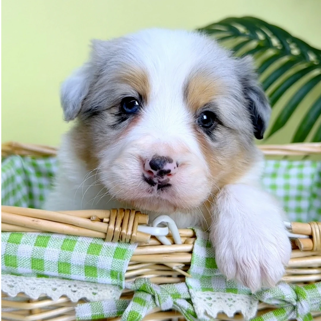 奶思家-三色陨石边牧公可爱弟弟12311061边境牧羊犬