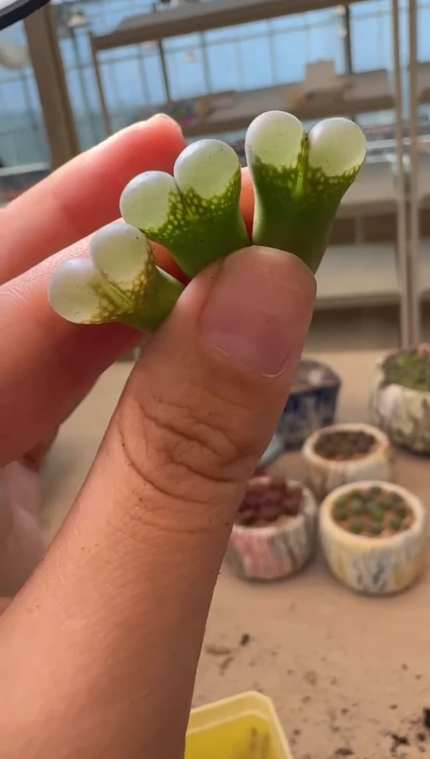 美丽的肉石头16-80