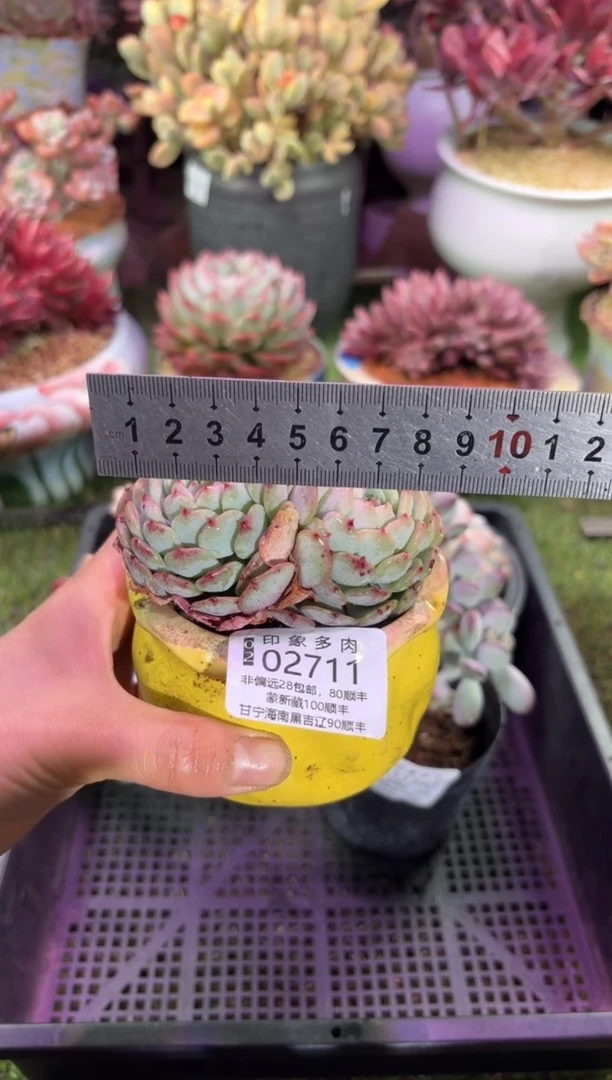 【闪购商品】02712