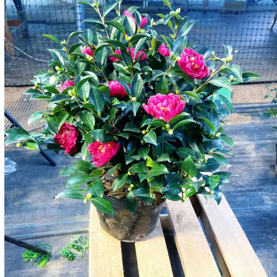 中秋好礼耐寒大茶梅【带花苞】客厅阳台庭院高端种植物绿植好养易活