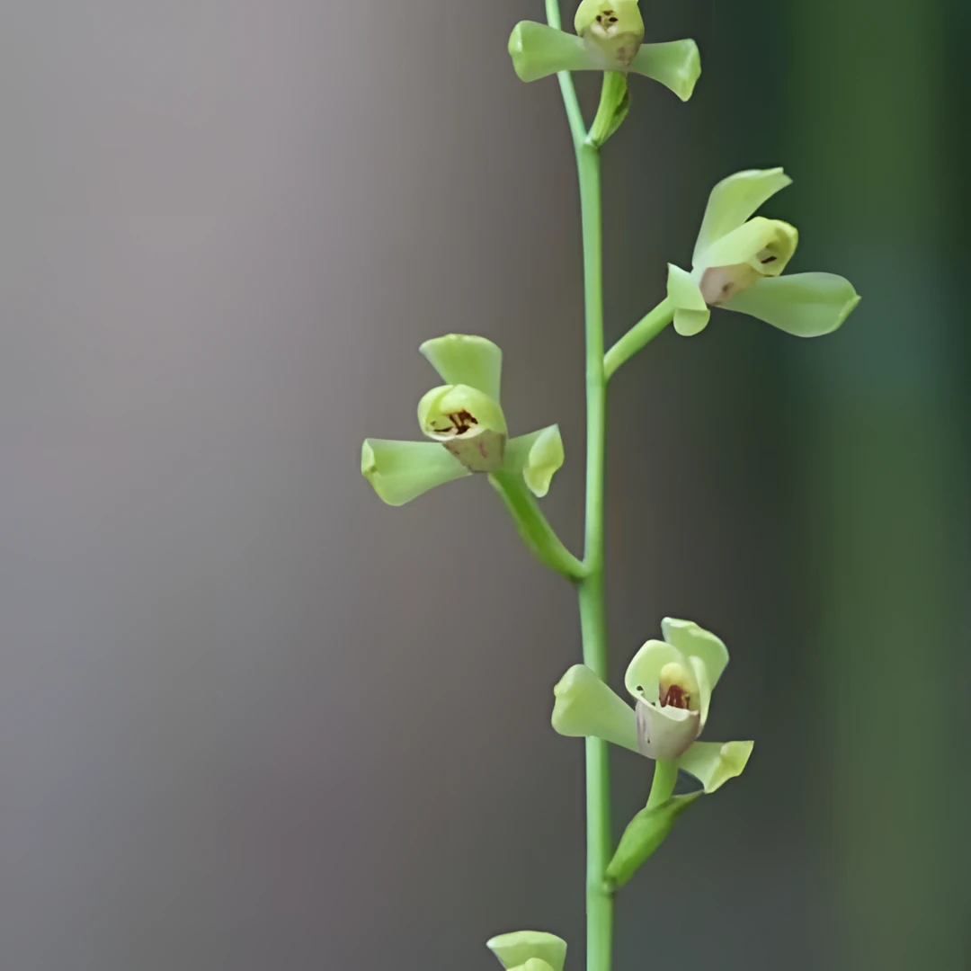 建兰一品荷兰花好养易活
