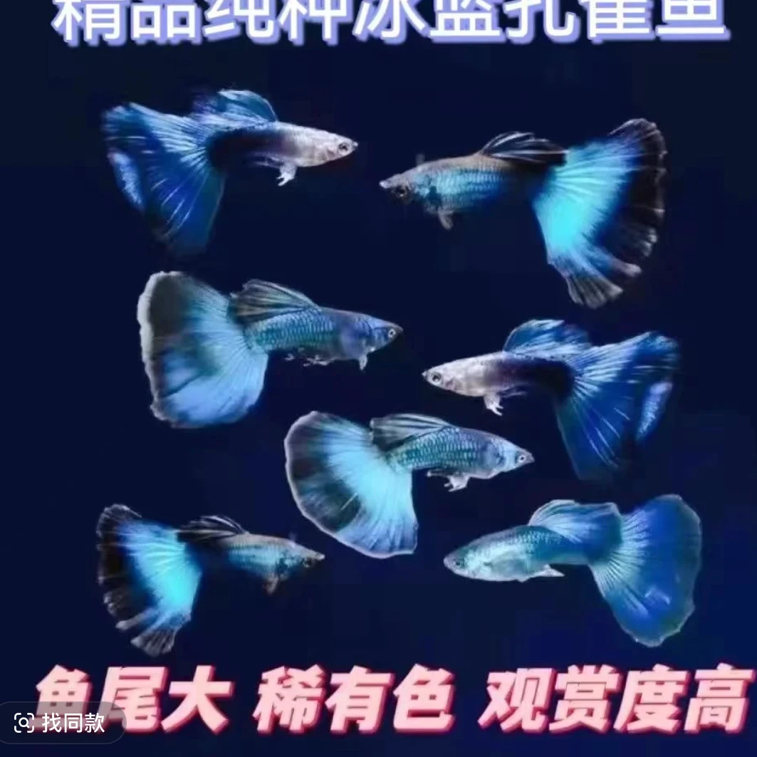 小冰蓝孔雀鱼莫斯科冰蓝尾精品耐活适合新手小型白云