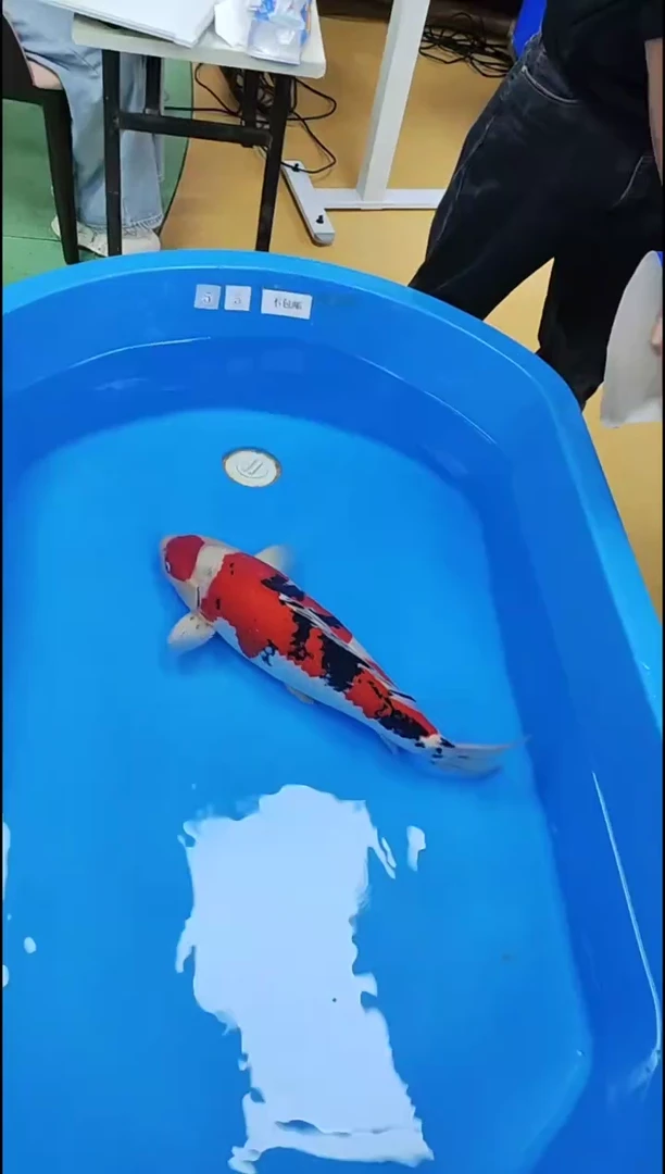 锦鲤【11.14直播】新阪井比赛鱼不包邮55号鱼