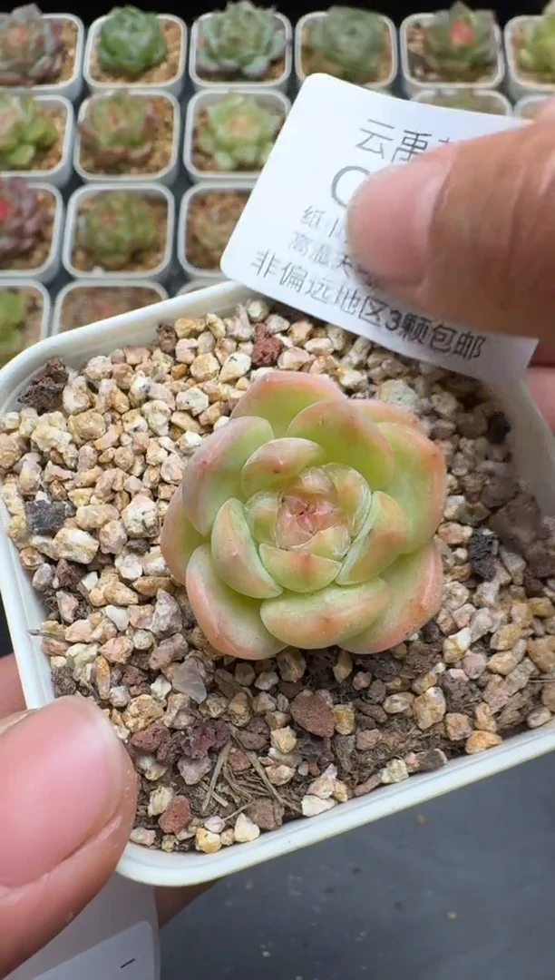 145G云禹多肉植物 脱土纸巾打包 3颗包邮