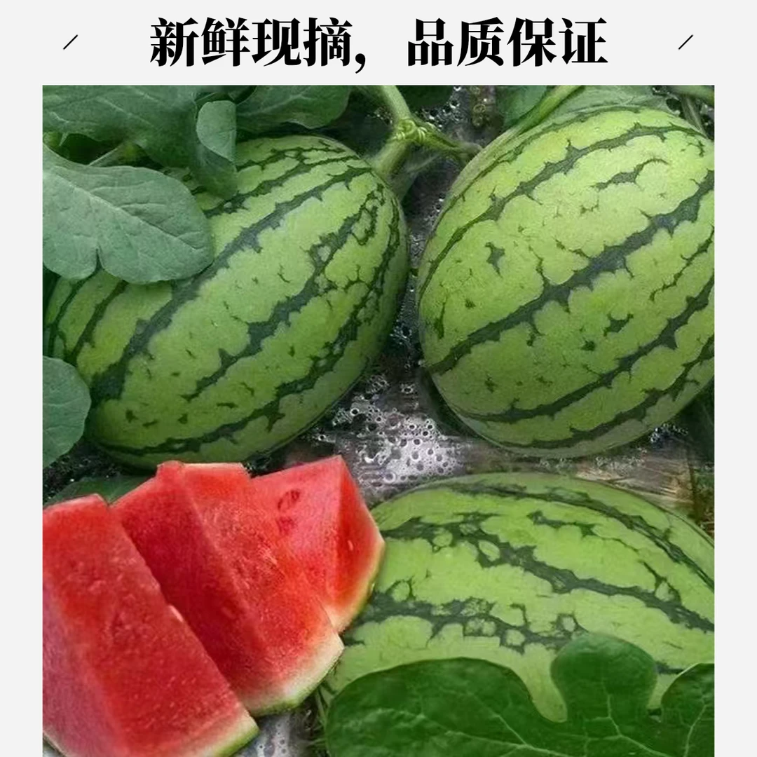 薄皮脆甜小糖丸西瓜新鲜水果多汁红瓤