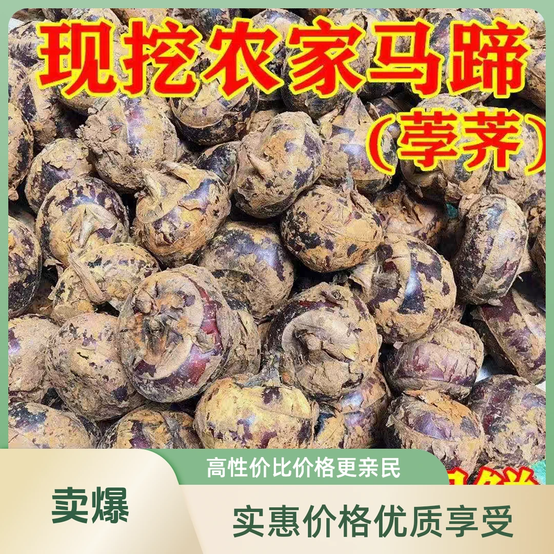 马蹄荸荠特别新鲜现挖现卖口感脆甜自然生长马蹄蔬菜