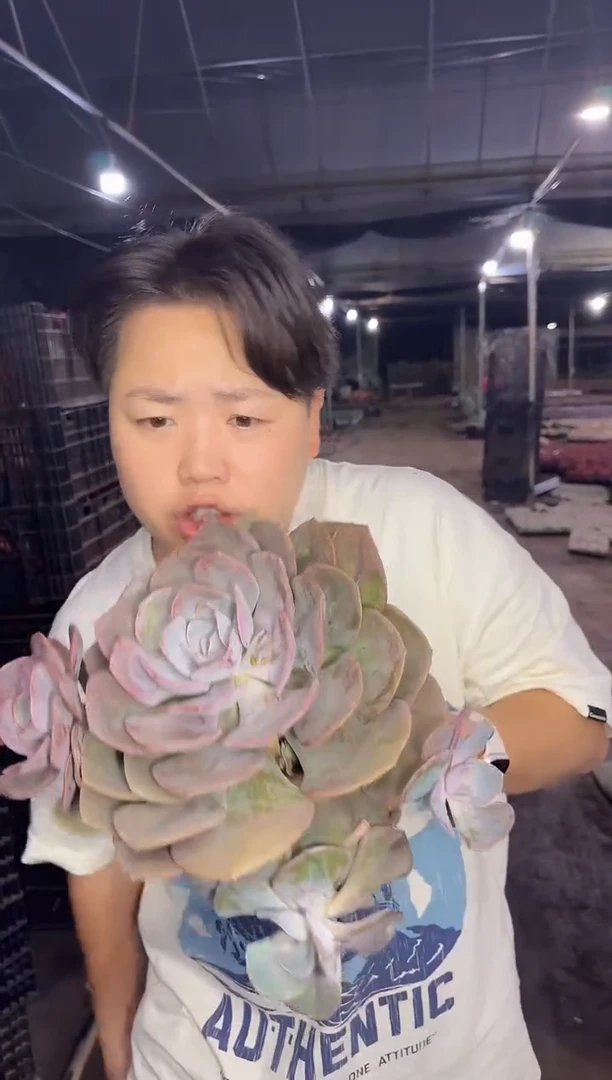 3头起尘埃玫瑰  8