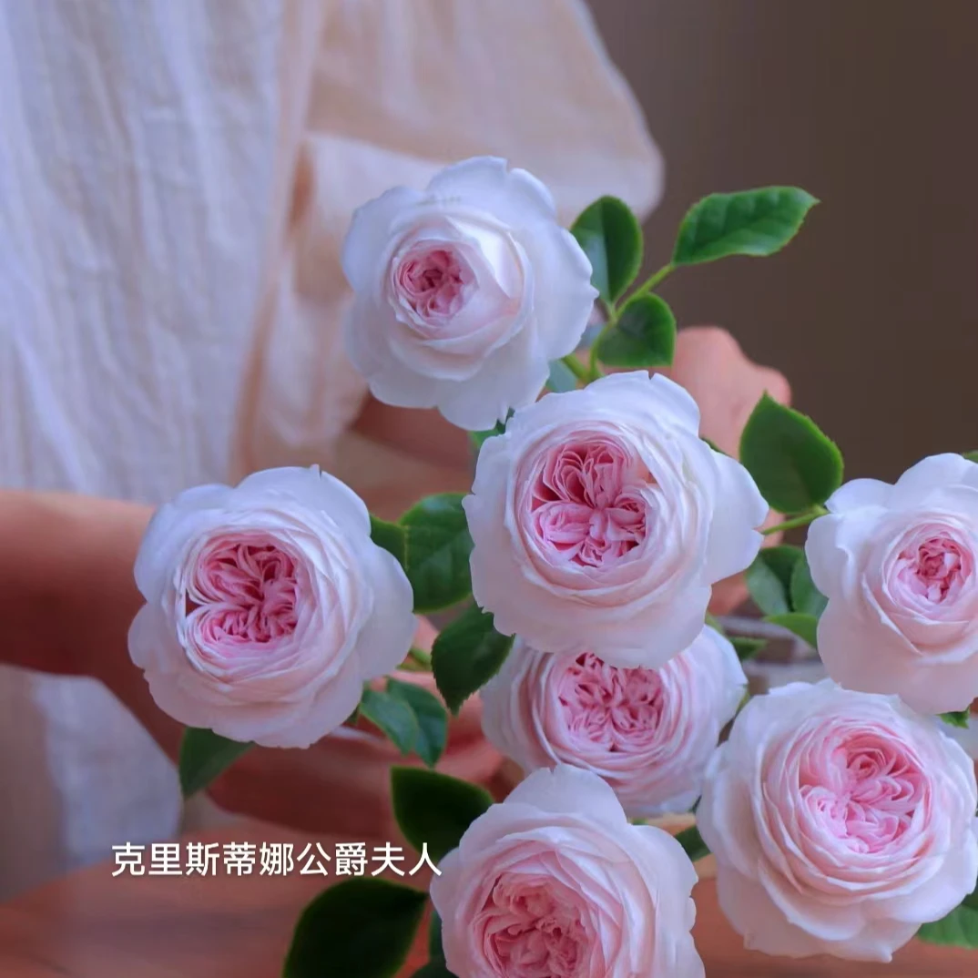 公爵夫人   四季灌木月季