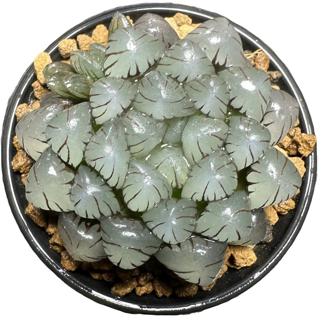 紫姬冰灯小贵货【满十八发货】原盆带土