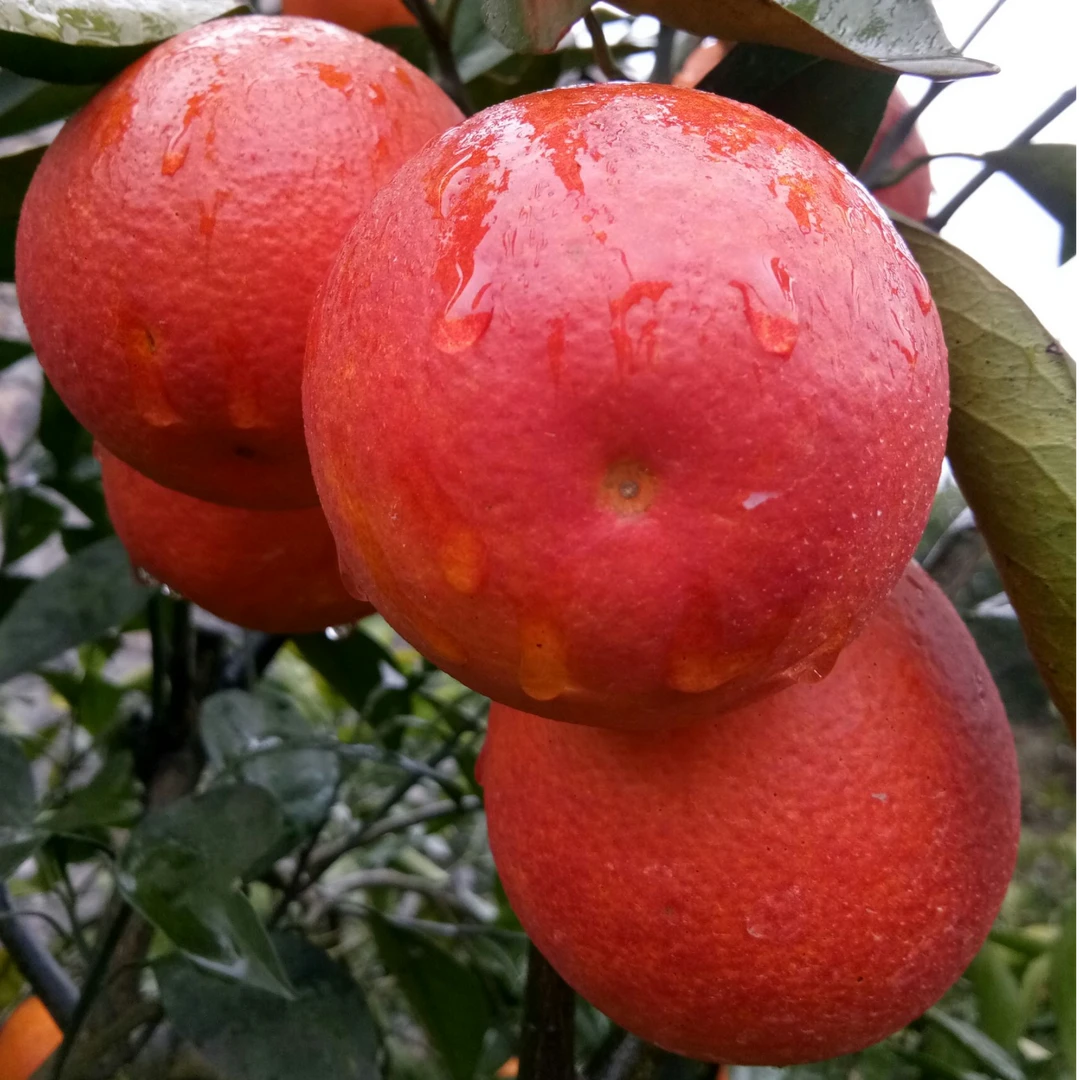 正宗重庆长寿湖血橙/老树塔罗科品种/新鲜应季血橙/现摘现发水果