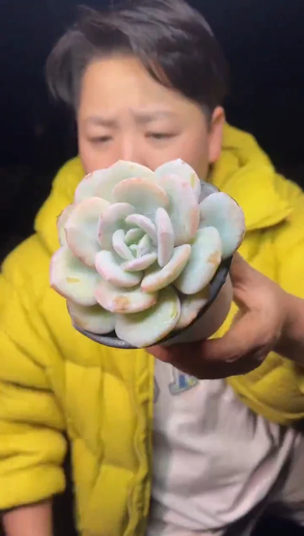 大露养区单头奶茶3.99