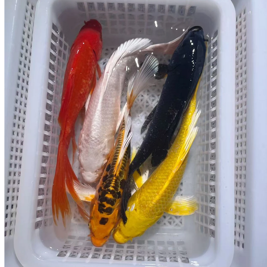 【1黄1红1黑1白1德龙】10-12公分冷水观赏鱼好养皮实