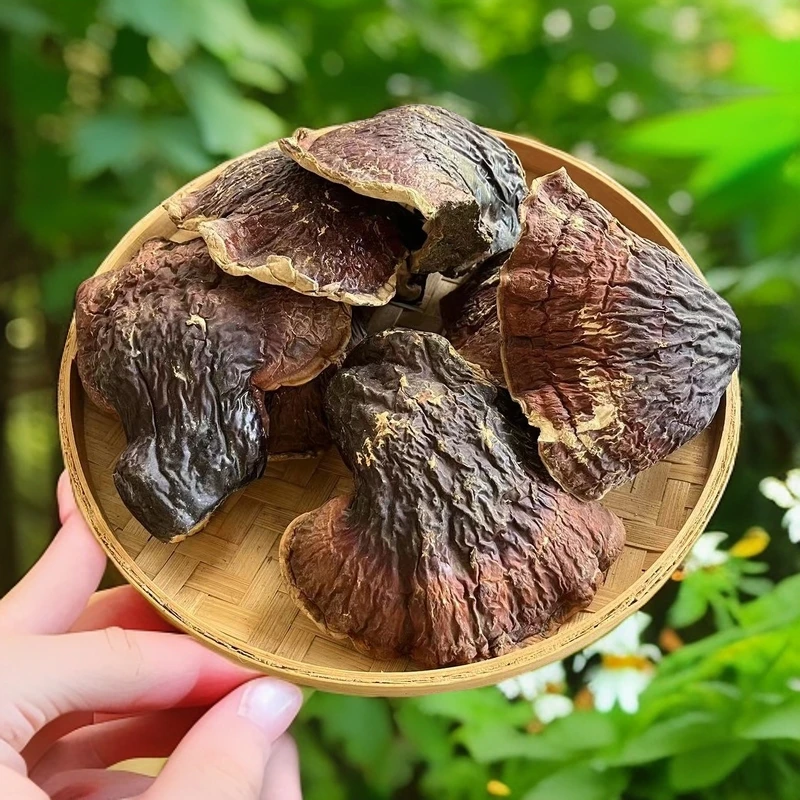 松杉灵芝【山里的好山货】参山里的好货