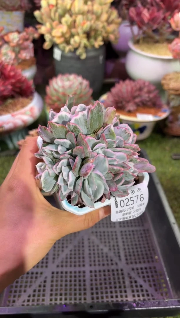 【闪购商品】02576