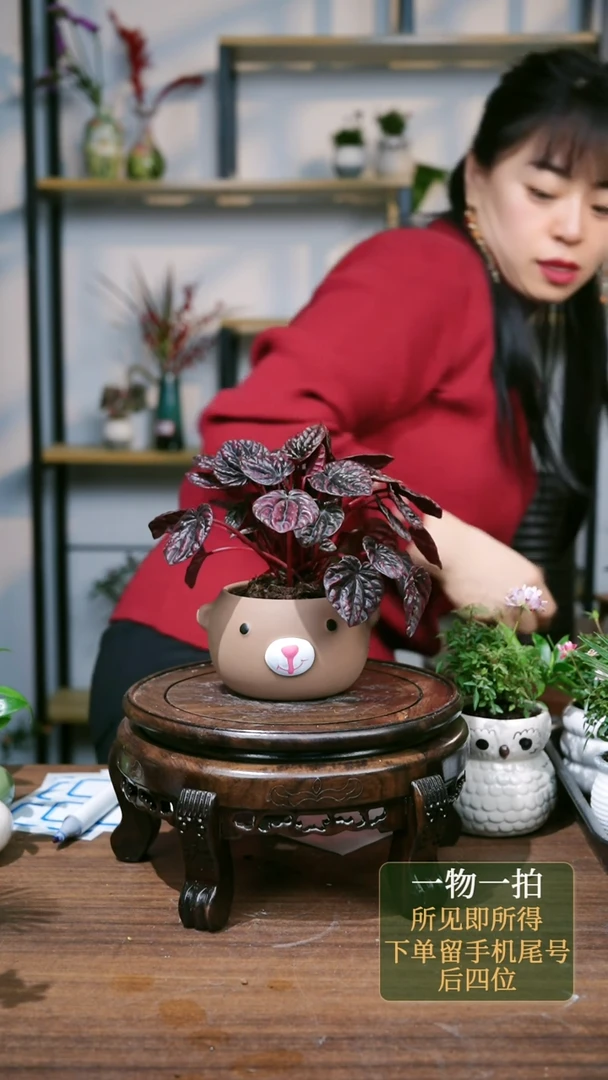 【闪购商品】111--1966红宝石古陶