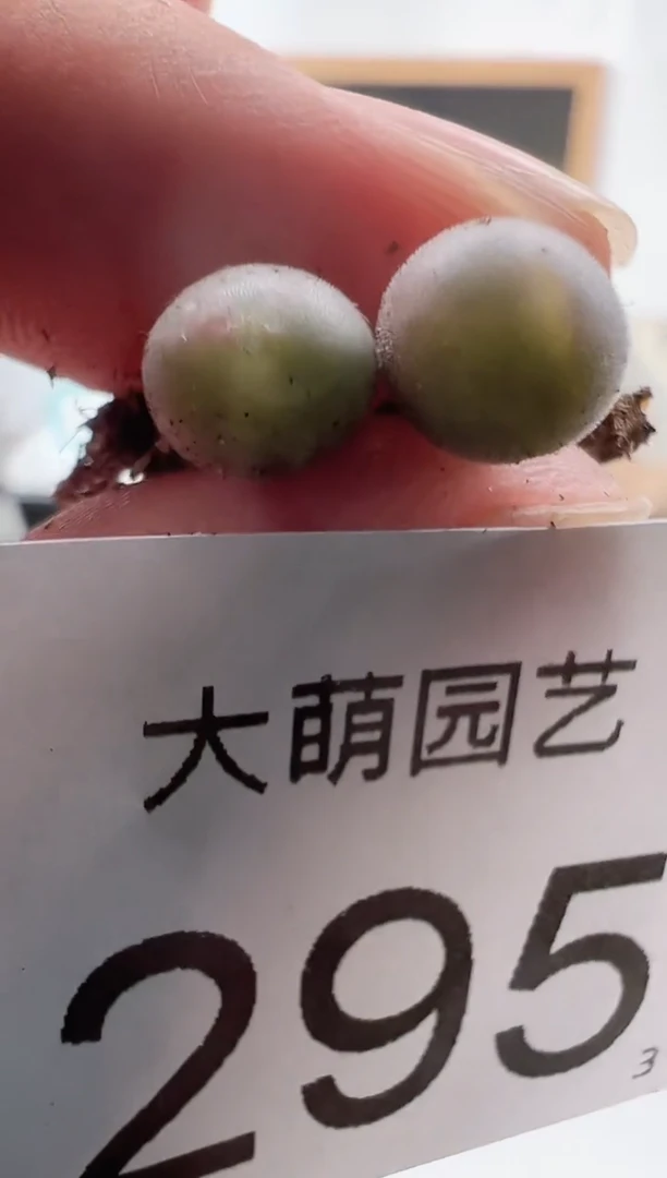 【闪购商品】+++++295