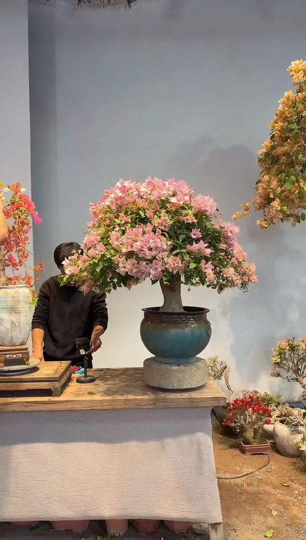 以实际为准三角梅11