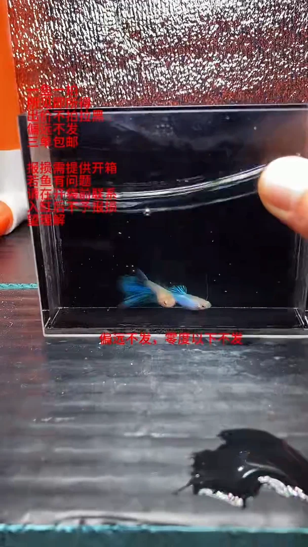 孔雀鱼孔雀鱼 49