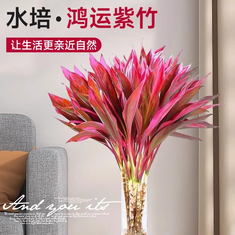 优选紫竹鸿运竹水培富贵竹室内阳台花开节节高送营养液客厅盆栽