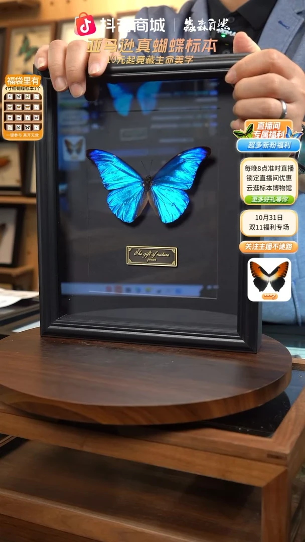 蝴蝶标本摆件竞拍尖翅蓝闪蝶J102