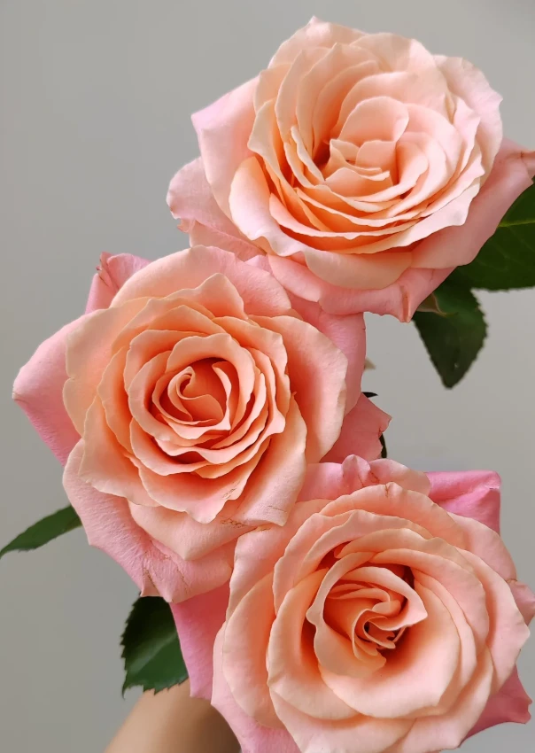 【云边花卉】朱小姐单头玫瑰  有损耗正常联系客服