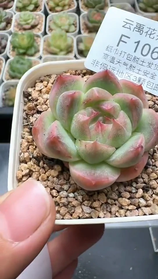 106F云禹多肉植物 默认脱土纸巾打包 3颗包邮
