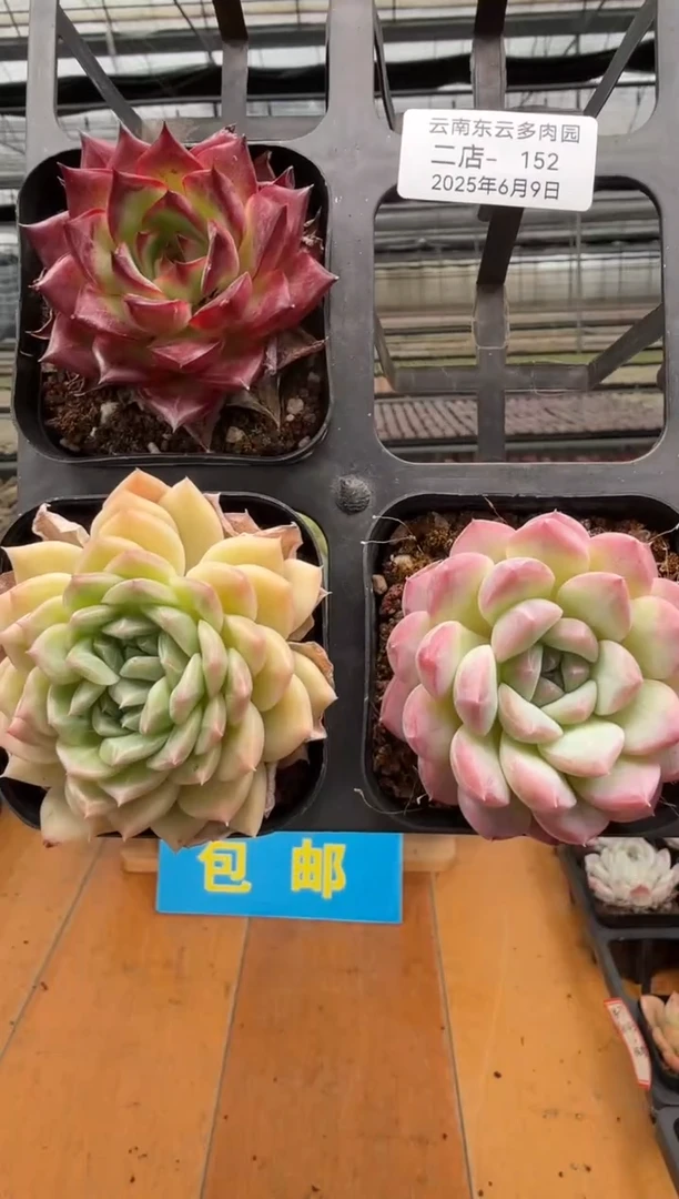 东云多肉园二店-152
