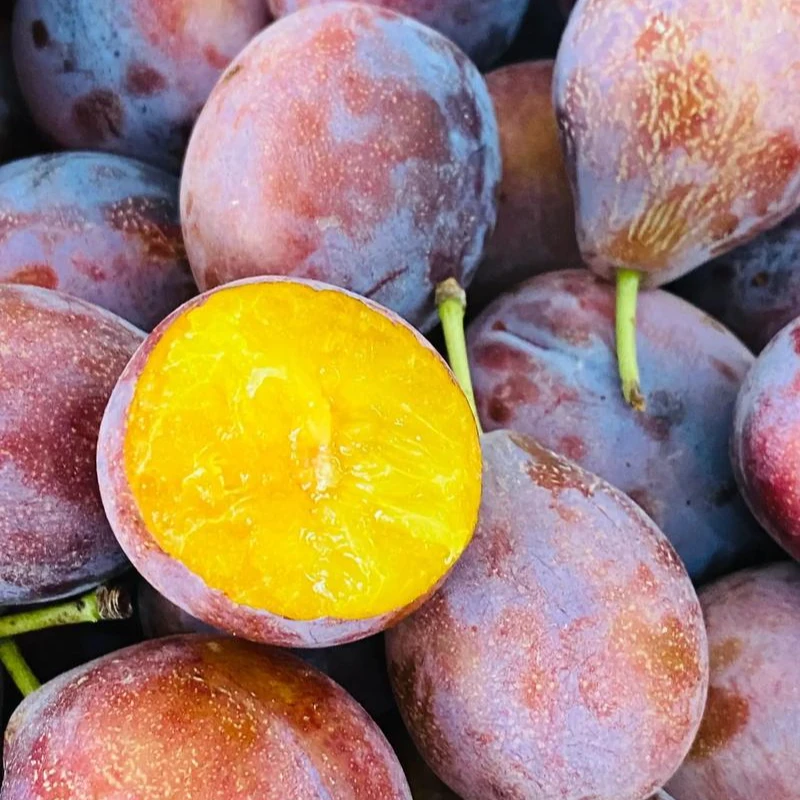 【辽宁卫视推荐顺丰包邮】空运新疆法兰西西梅水果新鲜采摘