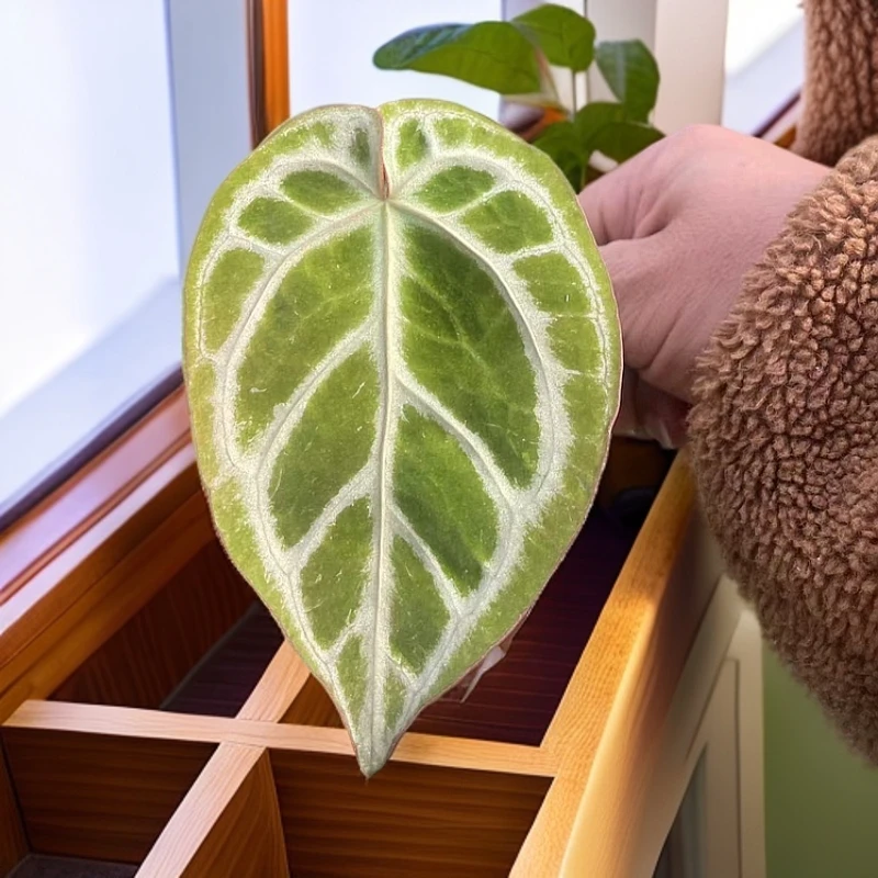 米歇尔红水晶杂银虎花烛高当植物