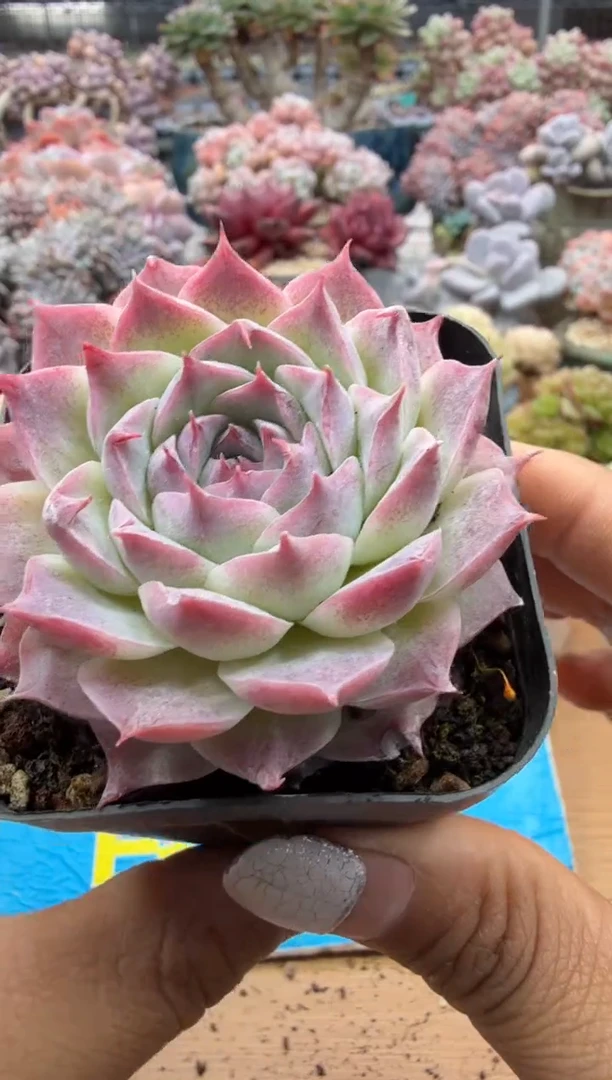 东云多肉园二店-182