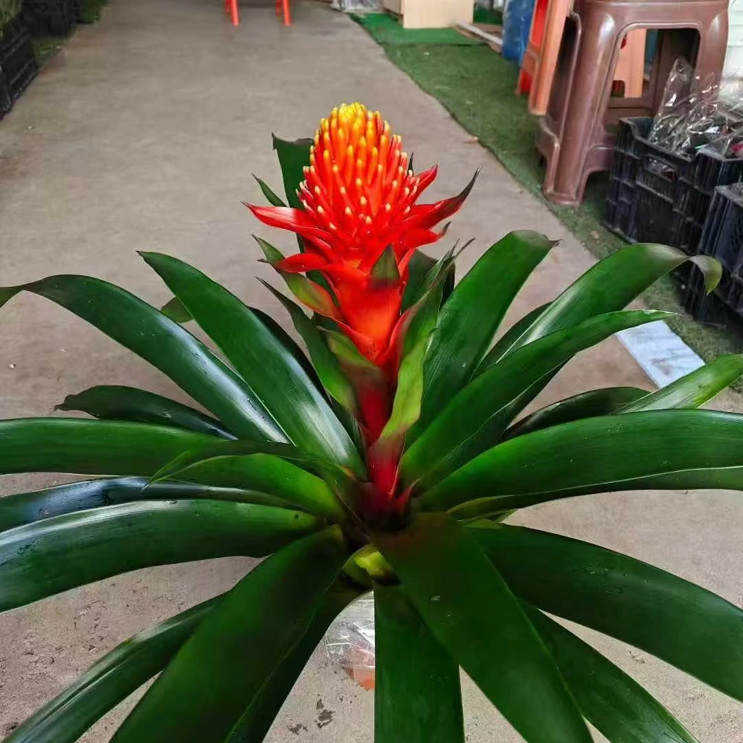 鸿运当头盆栽带花苞火炬开业绿植乔迁植物喜庆花卉带花客厅年宵花