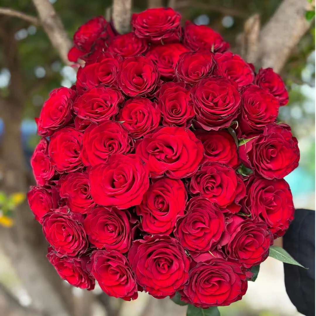 【高原红玫瑰】母亲节鲜花礼物云南鲜花基地直发 任意拍两单发顺丰