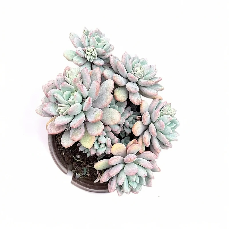 香水多肉老桩整装