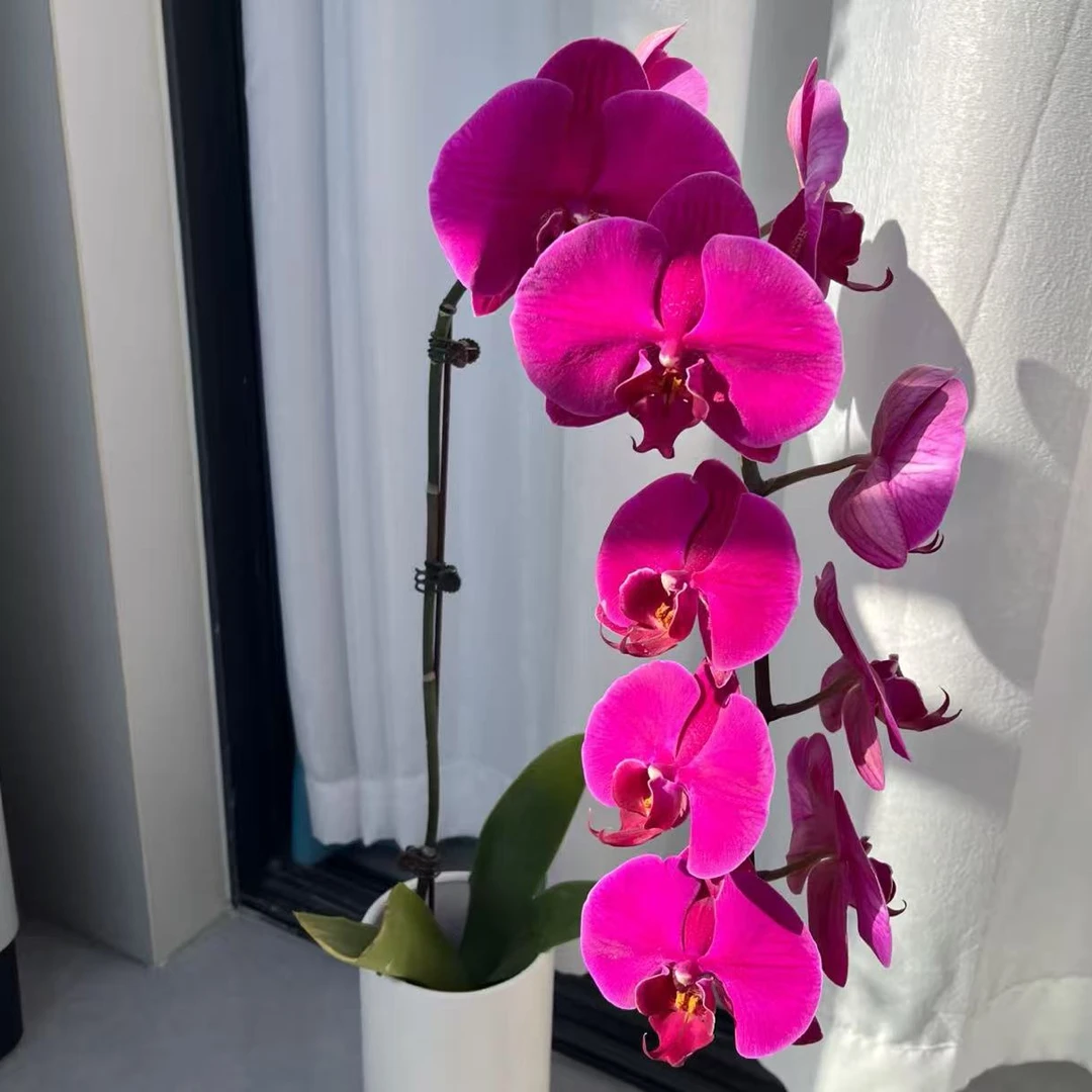 【大辣椒】精品蝴蝶兰花室内阳台办公室高端花卉绿植盆栽年宵花