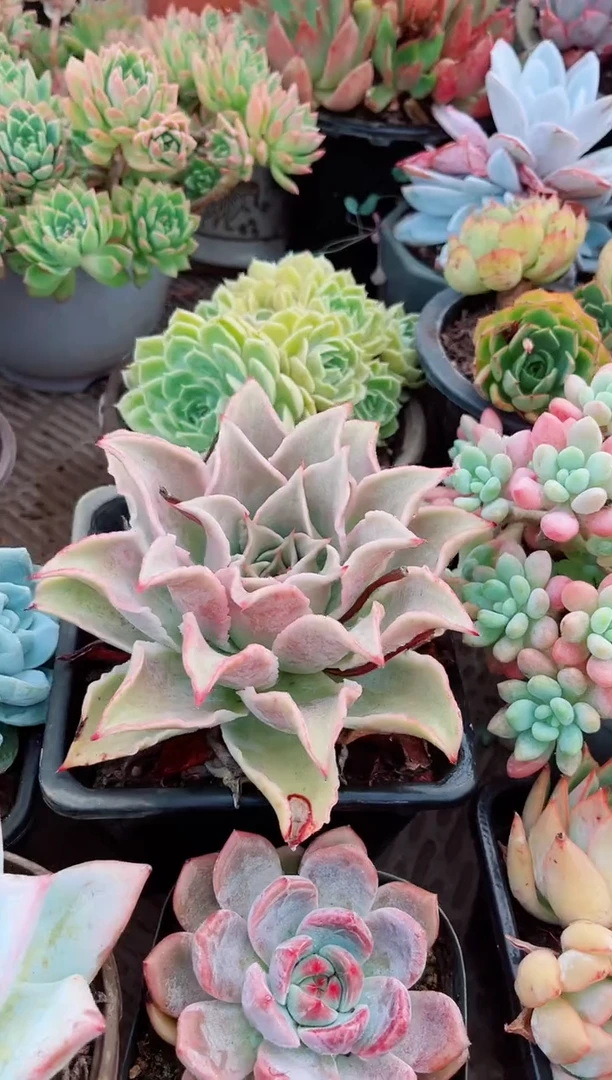 慧*09191多肉植物一物一拍