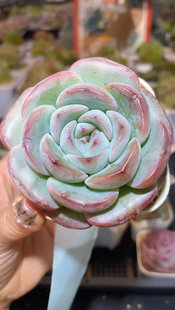 【闪购商品】296珍妮多肉