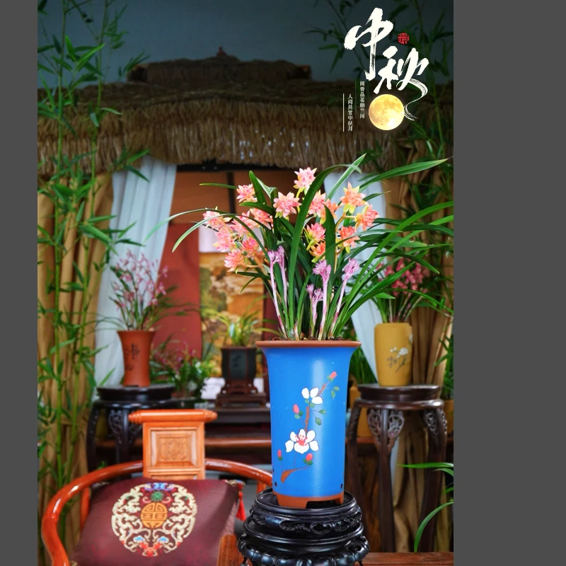 建兰 带花苞【盛世牡丹5-8支花】浓香型室内好养兰花配紫砂花盆种好